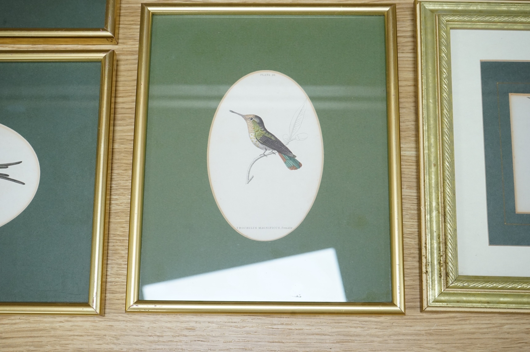 Sir William Jardine (1800-1874), ‘Jardine Hummingbirds’ to include White Striped Hummingbird and Purple Hummingbird, twelve colour plates, 9 x 14cm
